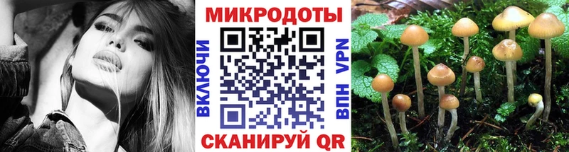 Купить  Гаджиево  Галлюциногенные грибы Psilocybine cubensis 
